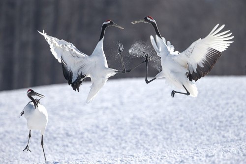 The Black Belt Photo by Shan W — National Geographic Your Shot