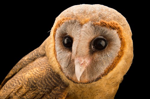 Who's the Most Superb Owl?