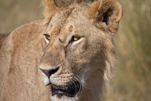 Lions of Masai Mara Photo by Raffi B — National Geographic Your Shot