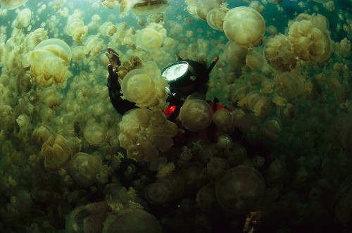 Diaphanous, Sometimes Deadly, Jellyfish Pictures From National Geographic's Archives