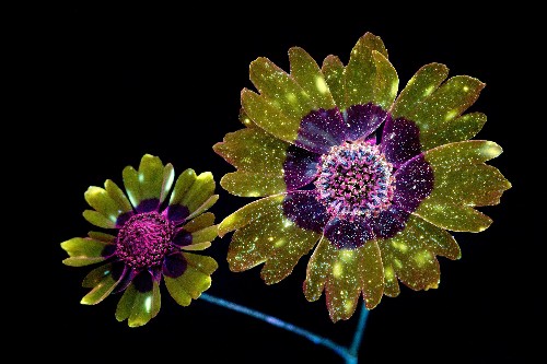 Pictures Capture the Invisible Glow of Flowers