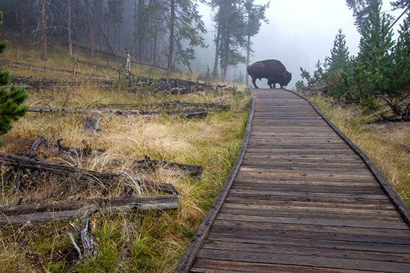 A Park Ranger's Guide to Yellowstone