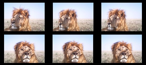 Hidden Cameras Reveal the Secret Life of the Serengeti