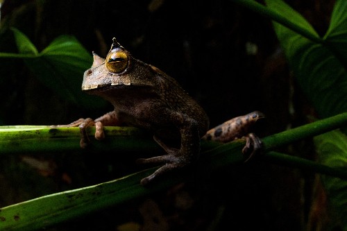 Once thought extinct, bizarre horned frog reappears in Ecuador