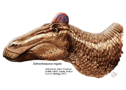 Dinosaur Fossil With Fleshy Rooster's Comb Is First of Its Kind