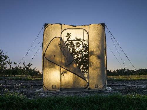 Can Genetic Engineering Save the Florida Orange?