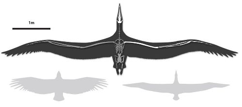 Biggest Flying Seabird Had 21-Foot Wingspan, Scientists Say