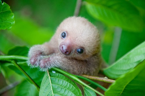 Unbelievably Cute Pictures of Rescued Baby Sloths