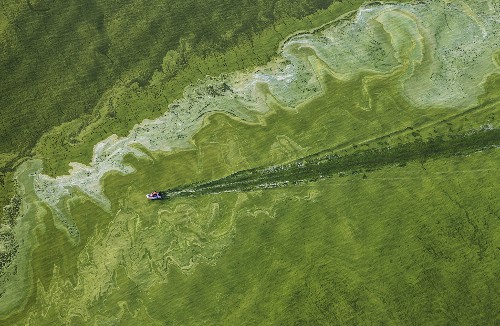 Driven by Climate Change, Algae Blooms Behind Ohio Water Scare Are New Normal