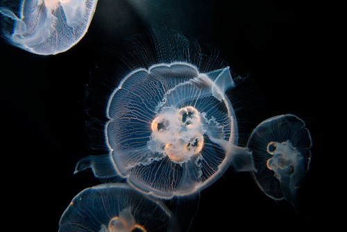 Like 'Deadpool,' This Jellyfish Has Amazing Superpowers