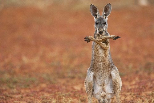 Kangaroos Are Lefties—Why Handedness Is Rare Among Animals