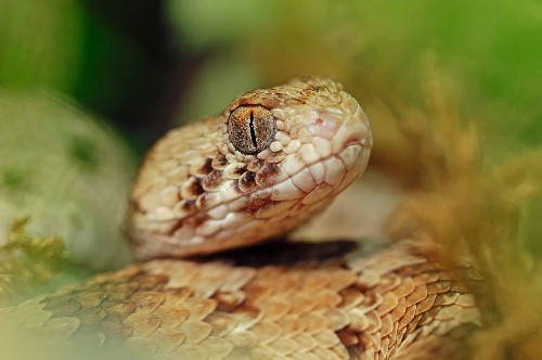 How to Survive a Fast, Venomous, Flesh-Destroying Snake