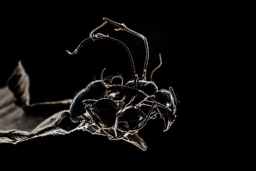 Zombies are everywhere. Parasites mean you could be one too.