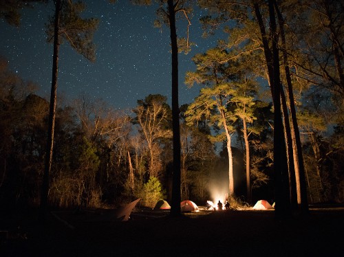 Florida's Pristine Parks: Apalachicola National Forest
