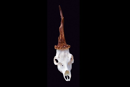 Real-Life 'Unicorn' Found; Deer Has Extremely Rare Deformity