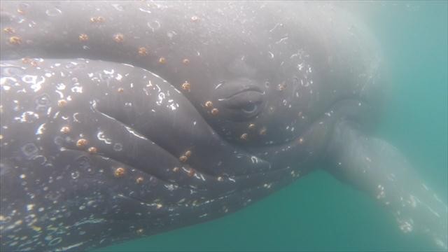 POV: See Antarctica From the Back of a Whale