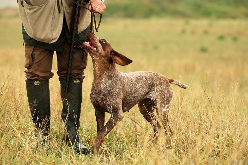 Dog and Human Genomes Evolved Together