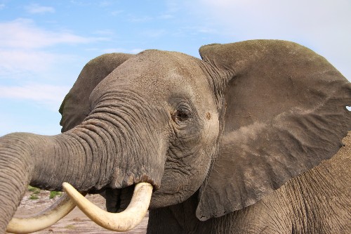 Elephants Know How Dangerous We Are From How We Speak