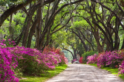 Your Louisiana Photos