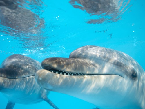 Florida by Water: Watch Wild Dolphins