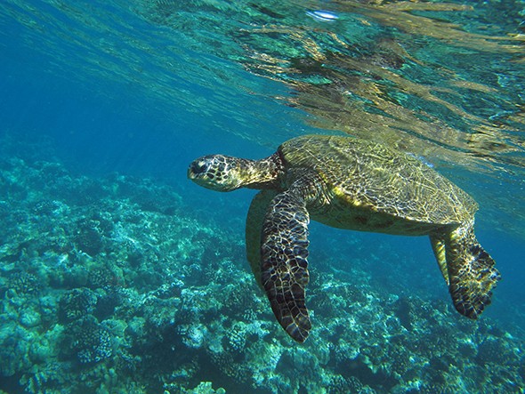 Just Back: Maui