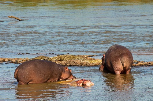 Rare Picture: Hippo Seen Eating Hippo—and More Cannibals