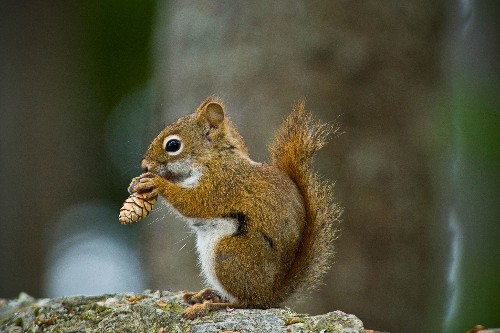 Not just nuts: The surprising stuff animals hoard for winter