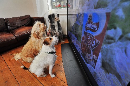 Why Do Dogs Watch—and React to—TV?