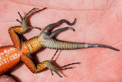 Overachieving Lizard Grows Three Tails