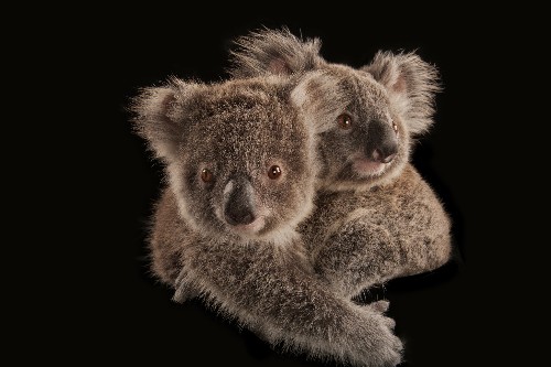 60 hours on burning Kangaroo Island