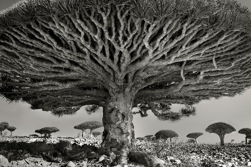These Ancient Trees Have Stories to Tell