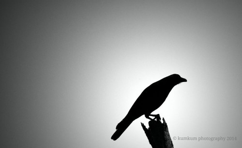 The crow Photo by A. Kumkum — National Geographic Your Shot