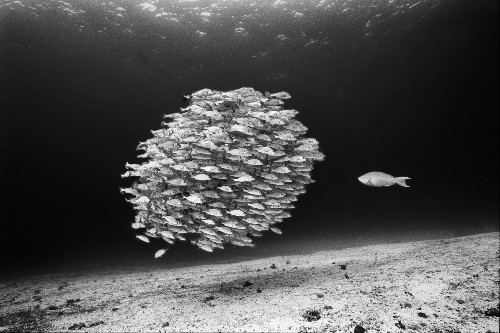 8 Nat Geo Photographers Share Images of Gratitude
