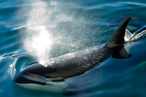 Hot Flashes in Cold Waters? Killer Whales Undergo Menopause