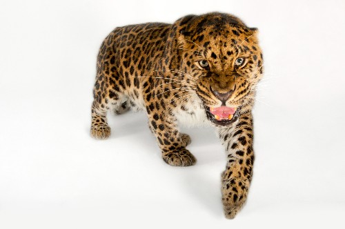 Stunning Pictures: Ten of the Rarest Animals on Earth