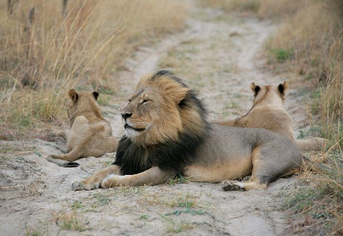 Cecil Is One of Hundreds of Lions Killed Recently in Zimbabwe