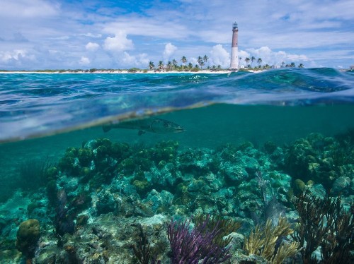 Beneath the Surface in Florida