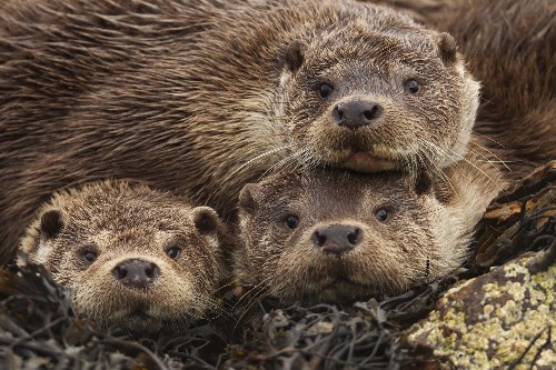 Otters