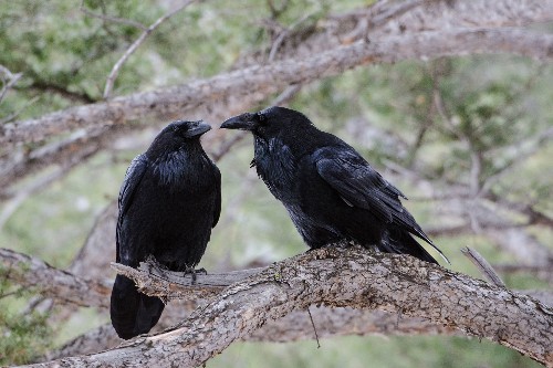 Ravens Are Evolving, and Not in the Way You'd Expect