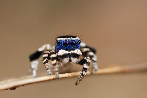 New "Blue Face" Peacock Spider Is Fancy Dancer
