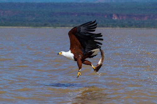 The 1,300 Bird Species Facing Extinction Signal Threats to Human Health