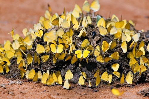 Butterflies Behaving Badly: What They Don’t Want You to Know