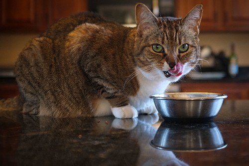 Would Your Cat Choose You Over Its Food?