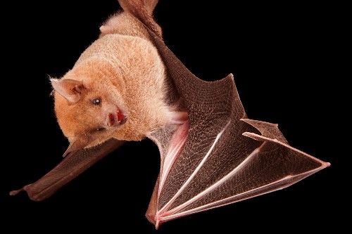 12 animals that bounced back from the brink