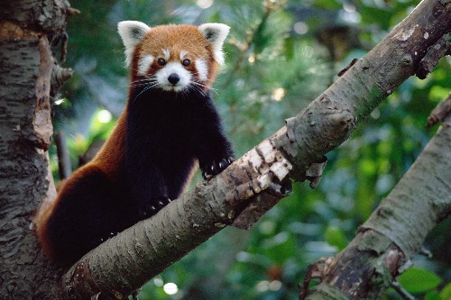 Human-caused extinctions have set mammals back millions of years