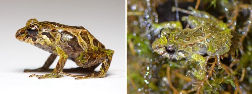 Shape-Shifting Frog Found, Goes From Spiky to Smooth in Minutes