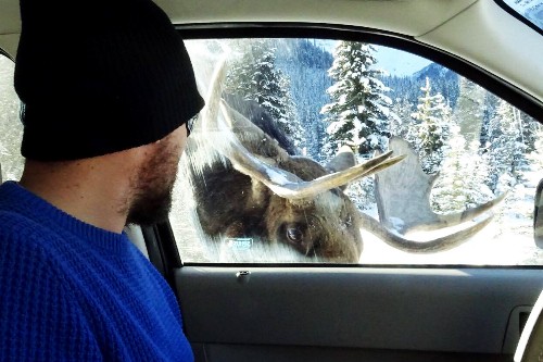 Up Close: From a Car-Licking Moose to a Blood-Dripping Vulture