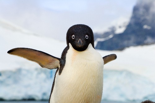 Why Did Penguins Stop Flying? The Answer Is Evolutionary