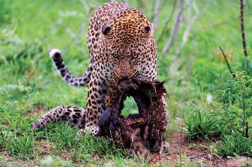 Dramatic Images Show Cannibal Leopard and Prey