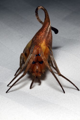This Never Before Seen Spider Looks Like a Leaf